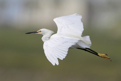 Snowy Egret