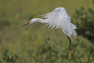 Snowy Egret