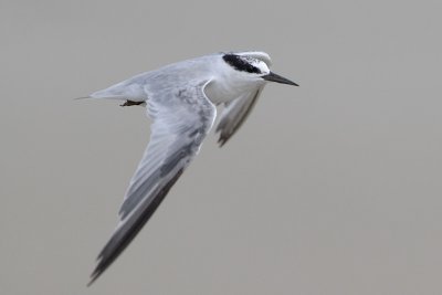 Least Tern