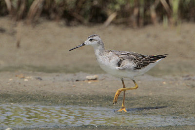Wilson's Phalarope