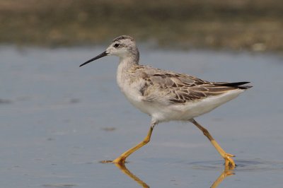 Wilson's Phalarope