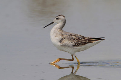 Wilson's Phalarope