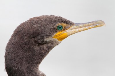 Neotropic Cormorant