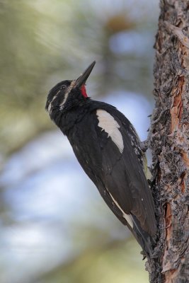 Williamson's Sapsucker