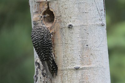 Williamson's Sapsucker