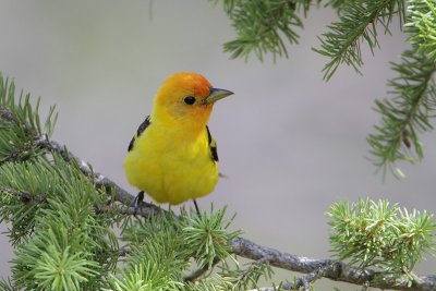 Western Tanager