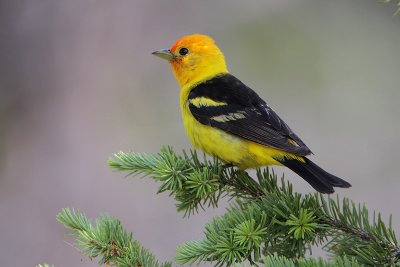 Western Tanager