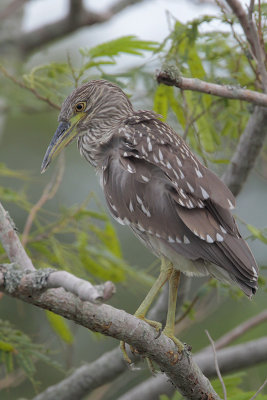 Black-crowned Night-Heron