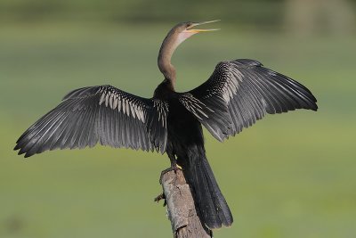 Anhinga