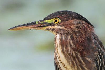 Green Heron