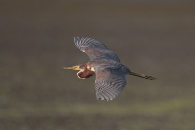 Tricolored Heron