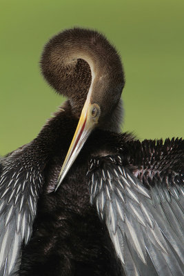 Anhinga