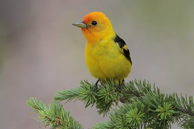 Western Tanager