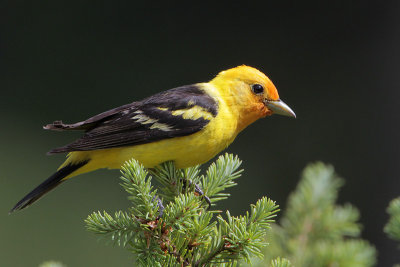 Western Tanager