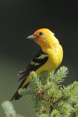 Western Tanager