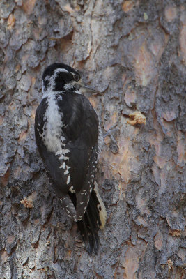 Three-toed Woodpecker