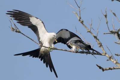 Swallow-tailed Kite