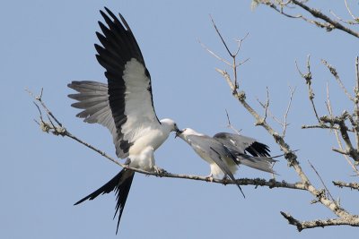 Swallow-tailed Kite