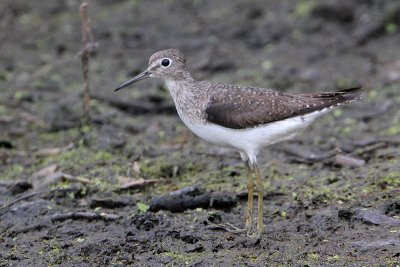 Solitary Sandpiper