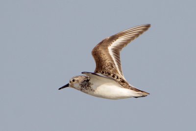 Sanderling