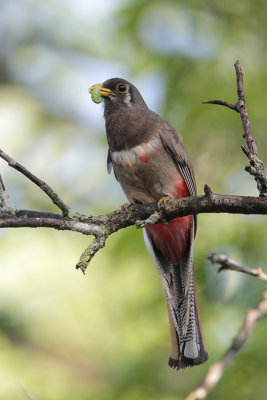 Elegant Trogon