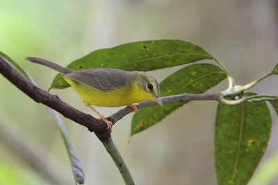 Golden-crowned Warbler