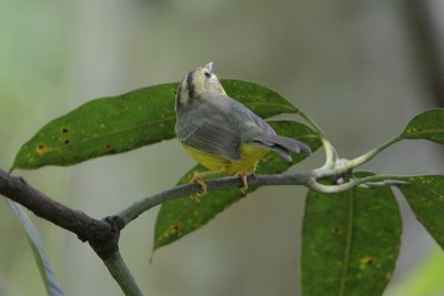 Golden-crowned Warbler