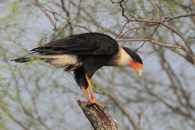 Crested Caracara