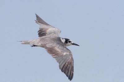 Black Tern