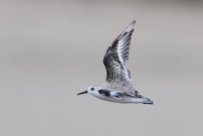 Sanderling