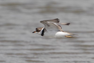 Semipalmated Plover