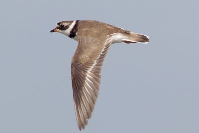 Semipalmated Plover