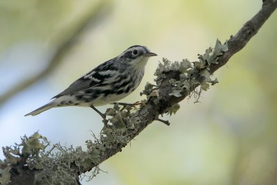 Black-and-white Warbler