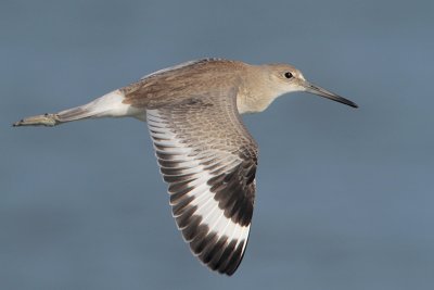 Willet