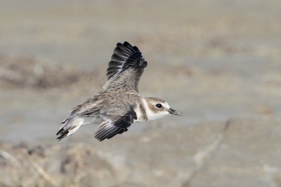 Wilson's Plover