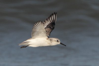 Sanderling