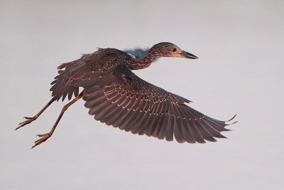 Yellow-crowned Night-Heron