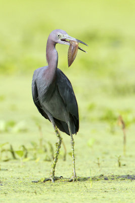 Little Blue Heron