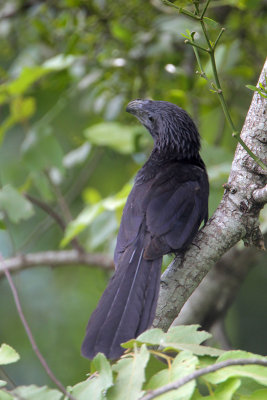 Groove-billed Ani