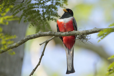 Elegant Trogon