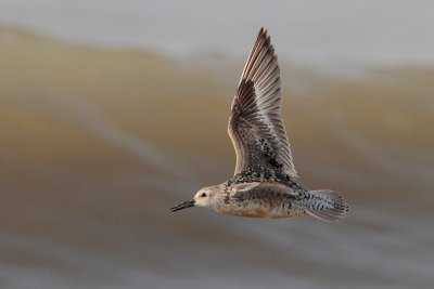 Red Knot