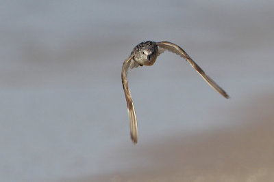 Red Knot