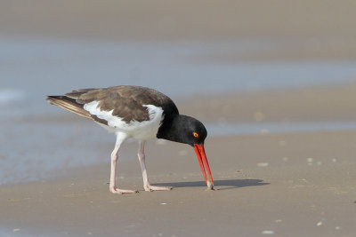 American Oystercatcher