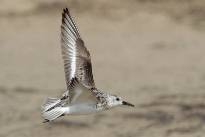 Sanderling