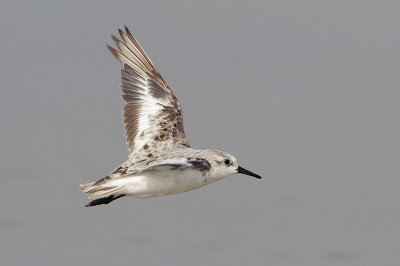 Sanderling