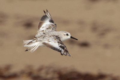 Sanderling