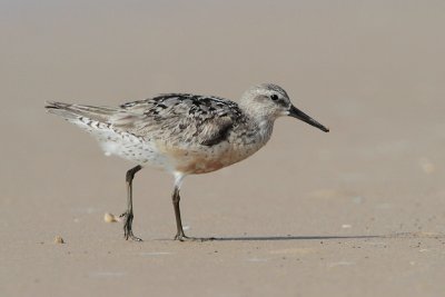 Red Knot