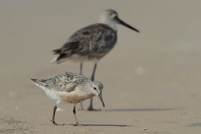 Red Knot