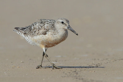 Red Knot