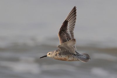 Red Knot